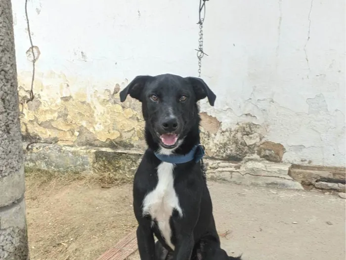Cachorro ra a SRD-ViraLata idade 7 a 11 meses nome Pickles