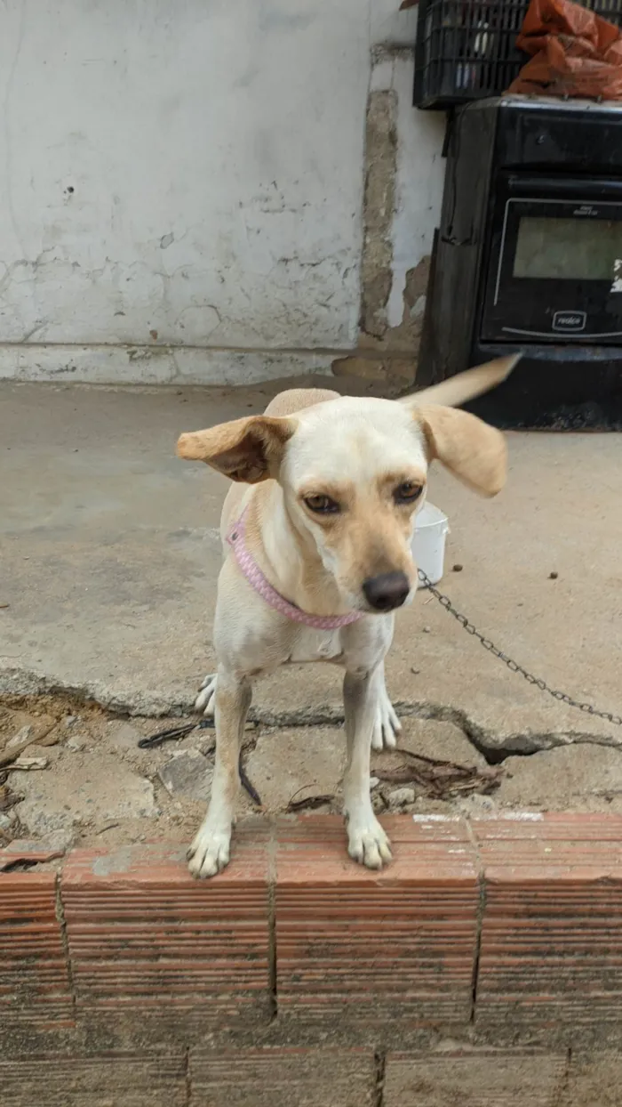 Cachorro ra a SRD-ViraLata idade 2 anos nome Mel