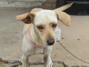 Cachorro raça SRD-ViraLata idade 2 anos nome Mel