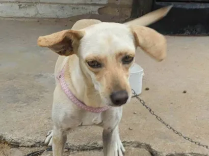 Cachorro raça SRD-ViraLata idade 2 anos nome Mel