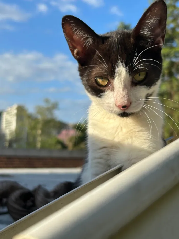 Gato ra a SRD-ViraLata idade 7 a 11 meses nome Mavis