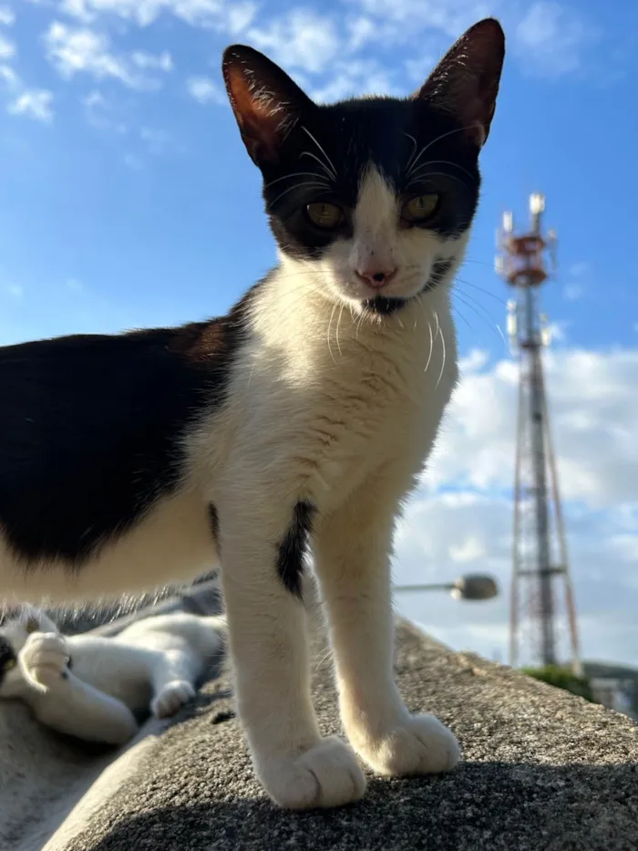 Gato ra a SRD-ViraLata idade 7 a 11 meses nome Mavis