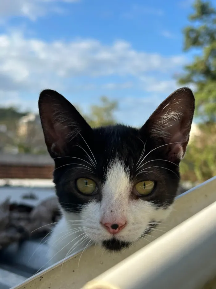 Gato ra a SRD-ViraLata idade 7 a 11 meses nome Mavis
