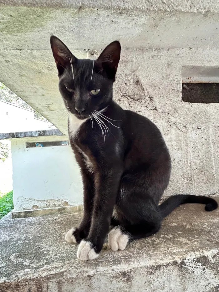 Gato ra a SRD-ViraLata idade 7 a 11 meses nome Draco