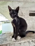 Draco