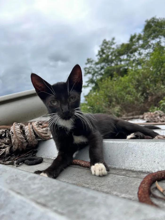 Gato ra a SRD-ViraLata idade 7 a 11 meses nome Draco