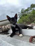 Draco