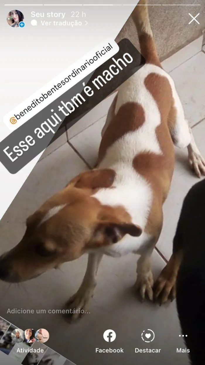 Cachorro ra a SRD-ViraLata idade 2 anos nome Blipp