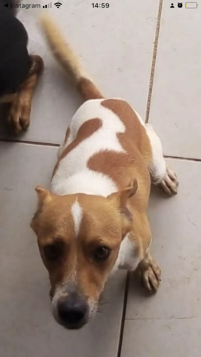 Cachorro ra a SRD-ViraLata idade 2 anos nome Blipp