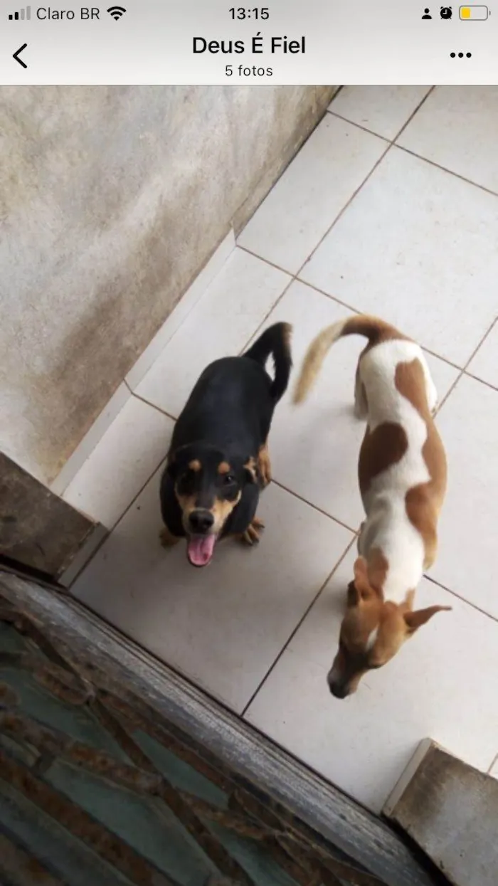 Cachorro ra a SRD-ViraLata idade 2 anos nome Blipp