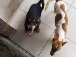 Cachorro raça SRD-ViraLata idade 2 anos nome Blipp