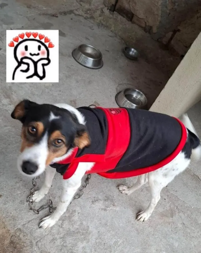 Cachorro ra a SRD-ViraLata idade 3 anos nome Megan