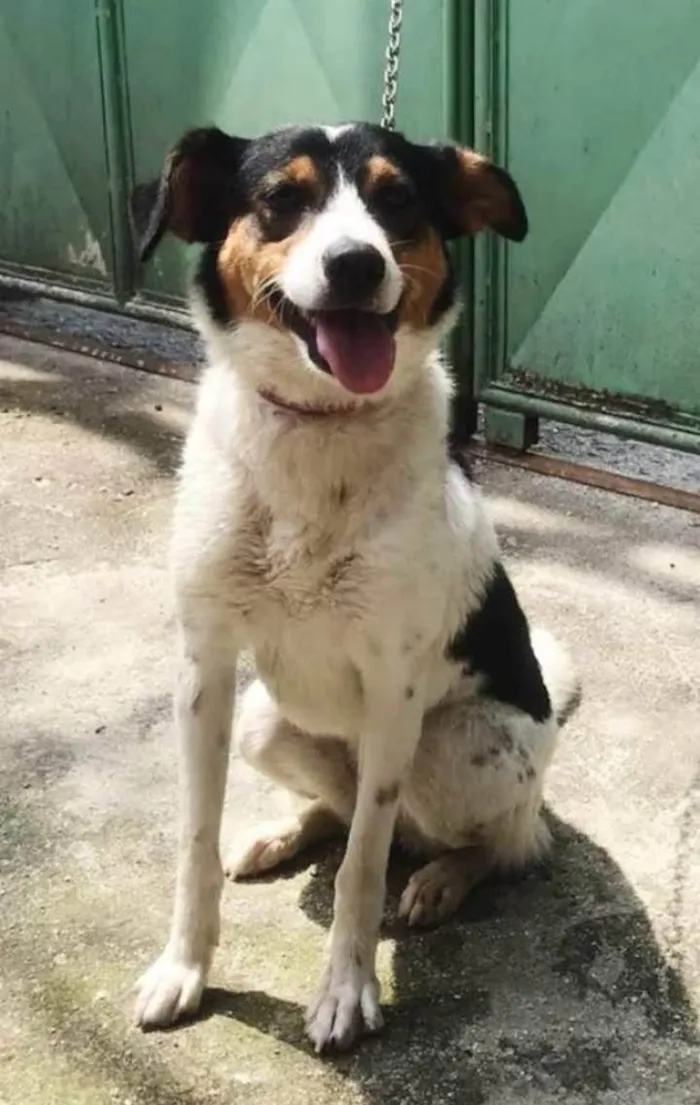 Cachorro ra a SRD-ViraLata idade 3 anos nome Megan