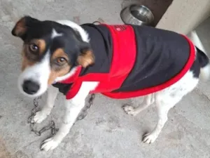 Cachorro raça SRD-ViraLata idade 3 anos nome Megan