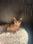 Simba