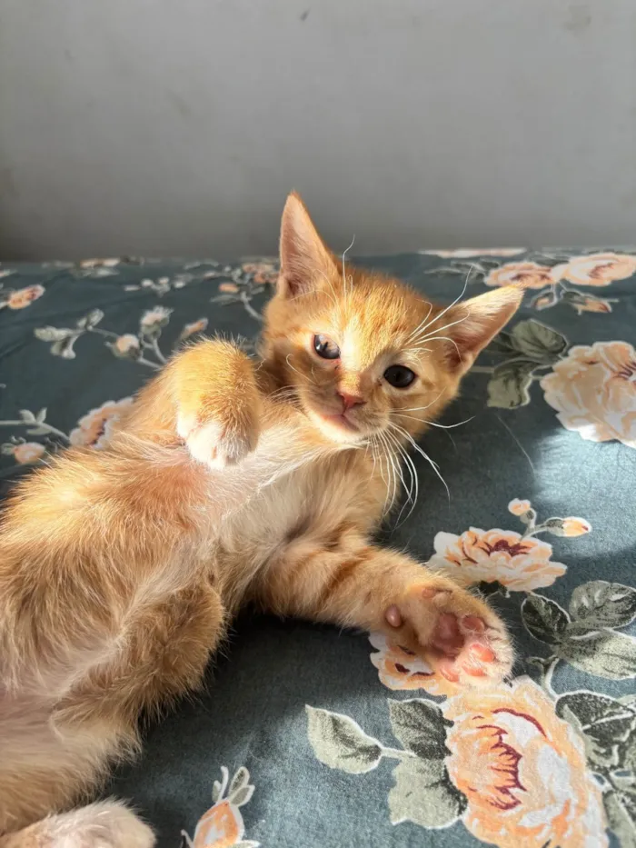 Gato ra a SRD-ViraLata idade Abaixo de 2 meses nome Simba 