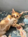Simba