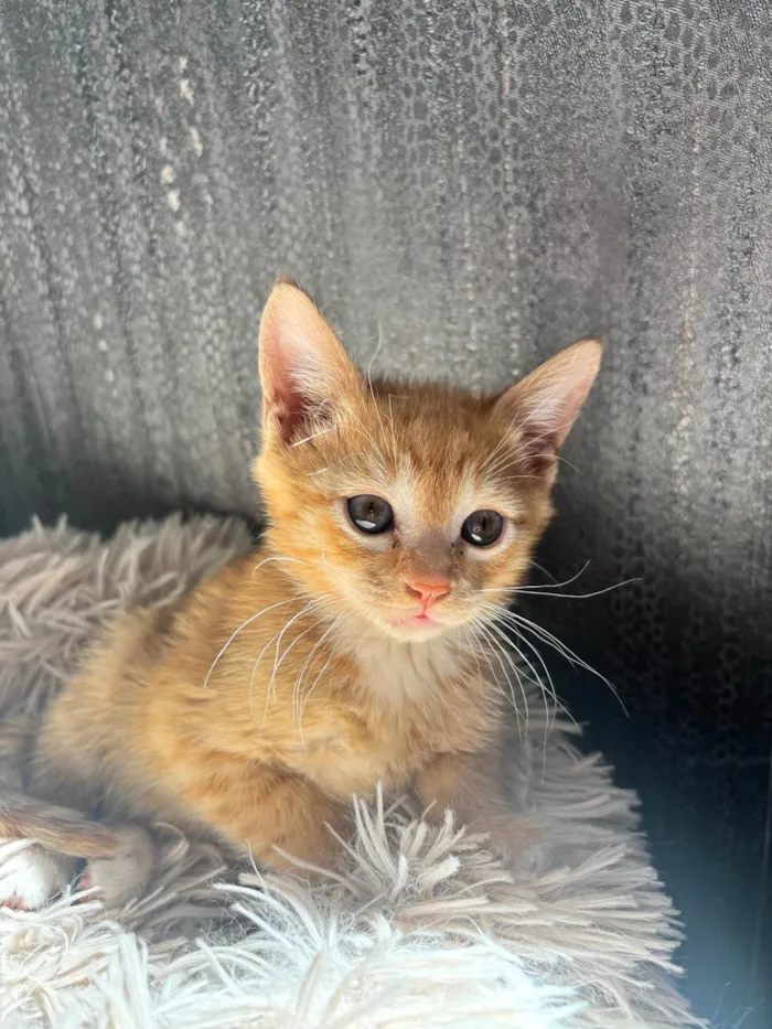 Gato ra a SRD-ViraLata idade Abaixo de 2 meses nome Simba 