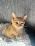 Simba