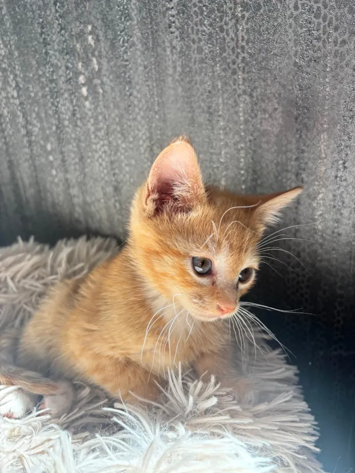 Gato ra a SRD-ViraLata idade Abaixo de 2 meses nome Simba 