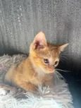 Simba