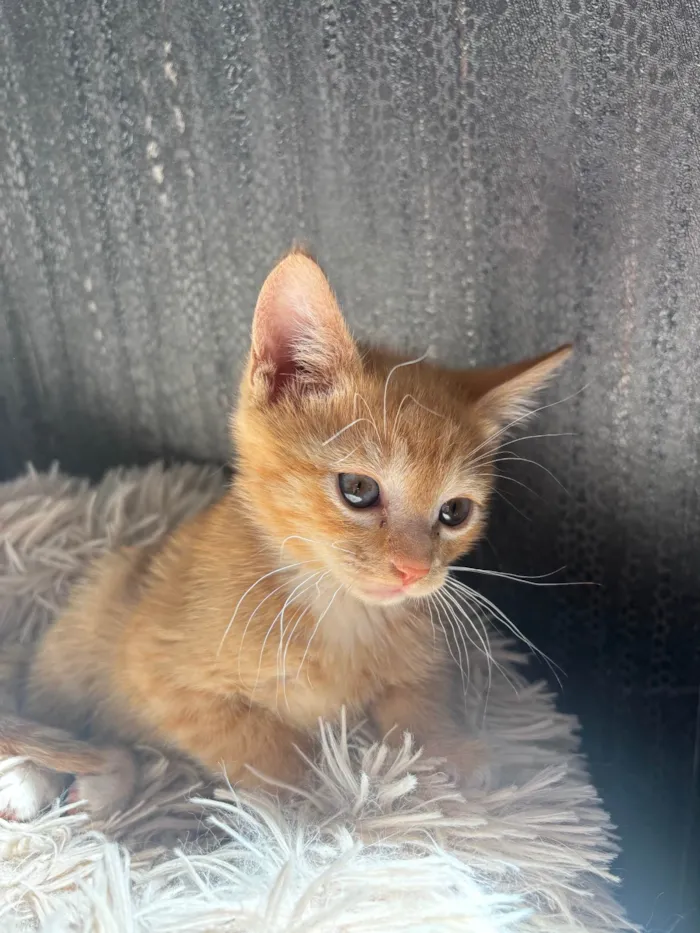 Gato ra a SRD-ViraLata idade Abaixo de 2 meses nome Simba 