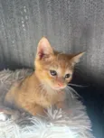 Simba