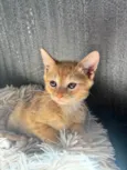 Simba