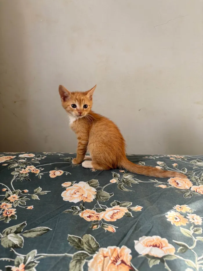 Gato ra a SRD-ViraLata idade Abaixo de 2 meses nome Simba 