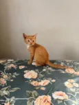 Simba