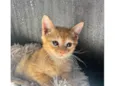Simba