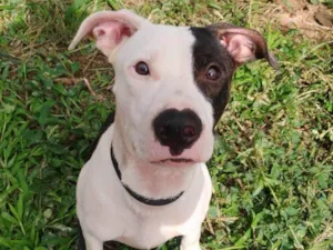 Cachorro raça SRD-ViraLata idade 1 ano nome Billy ou Pirata