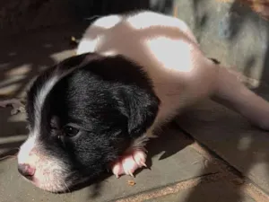 Cachorro raça SRD-ViraLata idade Abaixo de 2 meses nome Nao tem 