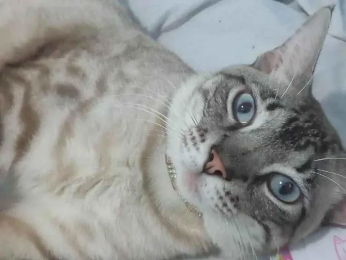 Gato ra a SRD-ViraLata idade 2 anos nome Afrânio 