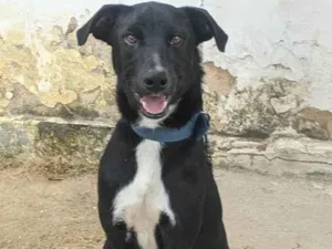 Cachorro raça SRD-ViraLata idade 7 a 11 meses nome Pickles
