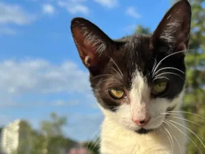 Gato raça SRD-ViraLata idade 7 a 11 meses nome Mavis