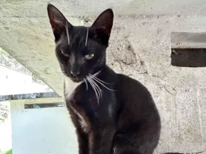 Gato raça SRD-ViraLata idade 7 a 11 meses nome Draco