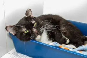 Gato raça SRD-ViraLata idade 3 anos nome Luke