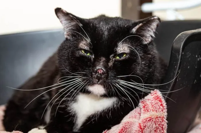 Gato ra a SRD-ViraLata idade 3 anos nome Luke