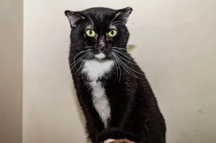 Gato ra a SRD-ViraLata idade 3 anos nome Luke