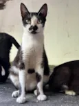 Bigodinha 