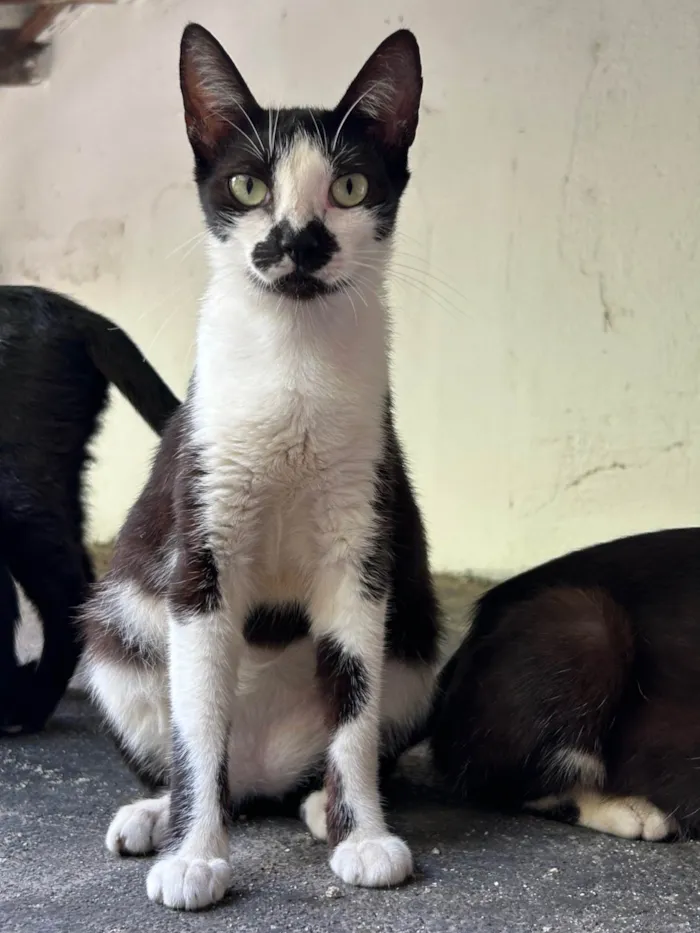 Gato ra a SRD-ViraLata idade 1 ano nome Bigodinha 