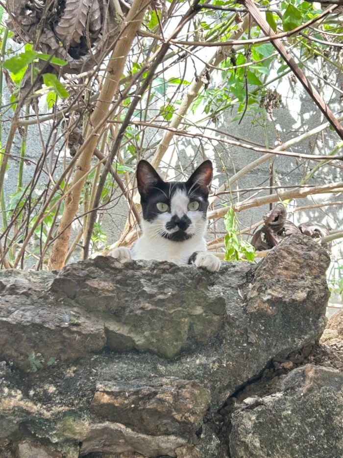 Gato ra a SRD-ViraLata idade 1 ano nome Bigodinha 