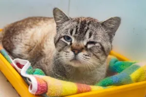 Gato raça SRD-ViraLata idade 2 anos nome Emilio