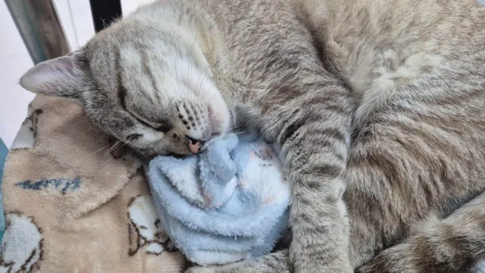 Gato ra a SRD-ViraLata idade 2 anos nome Emilio