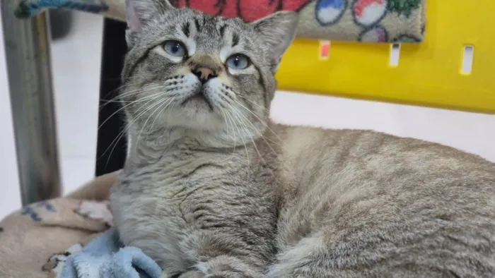 Gato ra a SRD-ViraLata idade 2 anos nome Emilio