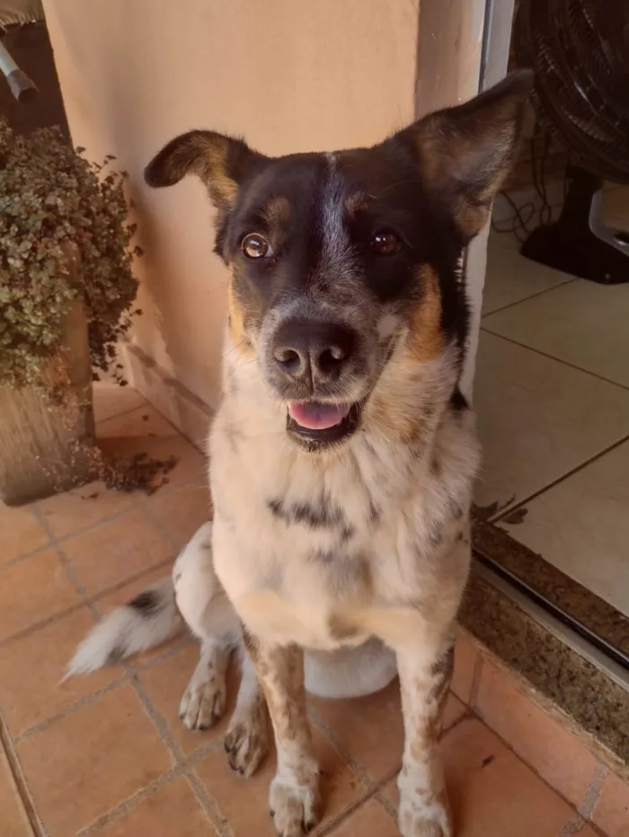 Cachorro ra a SRD-ViraLata idade 4 anos nome Cigana