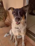 Cigana