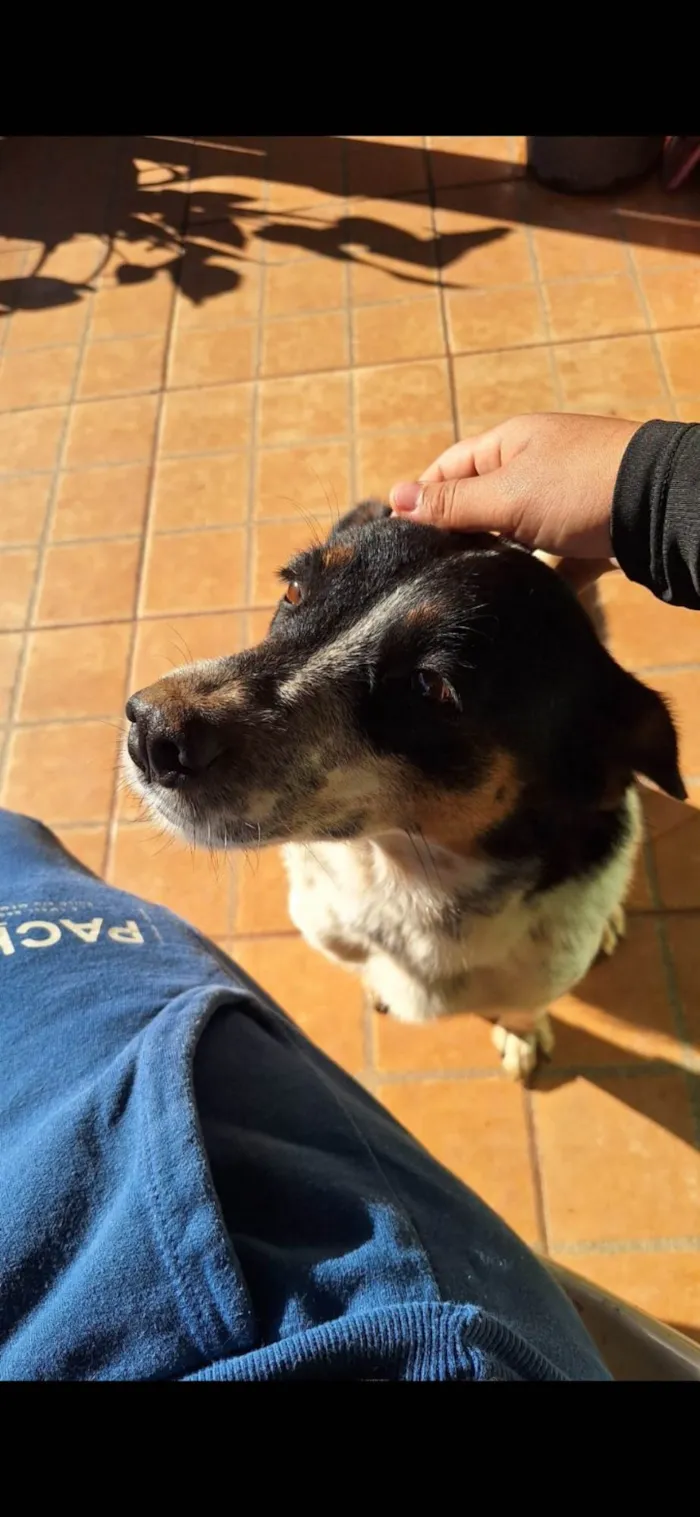 Cachorro ra a SRD-ViraLata idade 4 anos nome Cigana