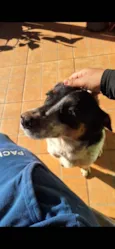 Cigana